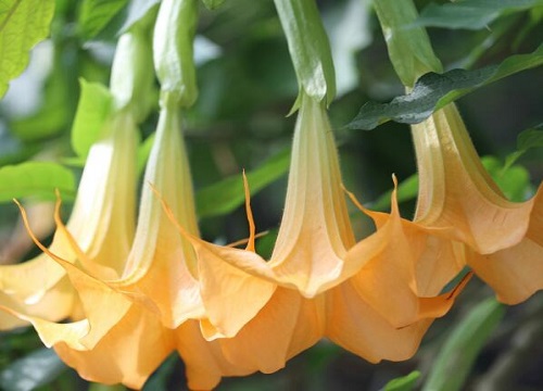 家里坚决不能养的花