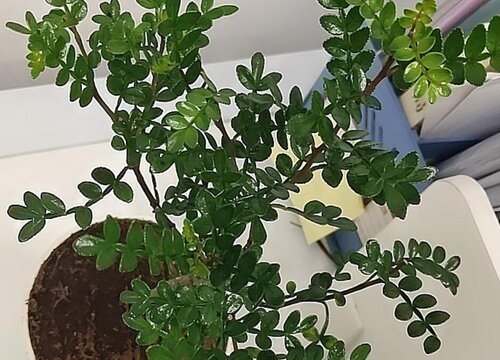 清香木怎么过冬天