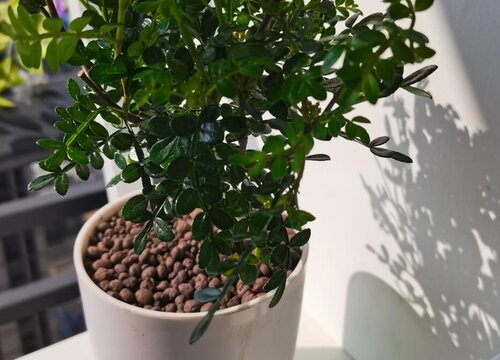 清香木怎么过冬天