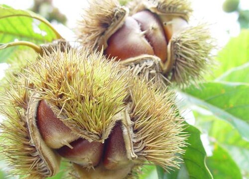 栗子和板栗一样吗