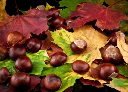 栗子和板栗一样吗