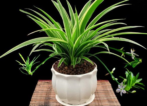 家里放几盆吊兰才吉利