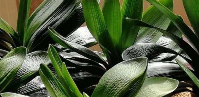 君子兰用什么肥料使它快速长叶 君子兰生长期用什么肥料