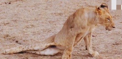 雄狮如何对待自己的女儿 狮群中雄狮如何处理与女儿关系