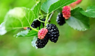 吃桑葚有什么禁忌 桑葚的食用禁忌介绍