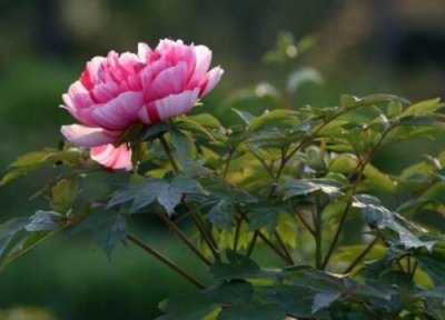 芍药花什么季节栽种 芍药花几月份种植最好