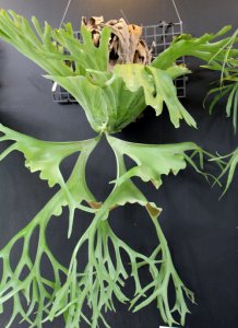 热带雨林有什么植物 热带雨林中最常见五种植物名称