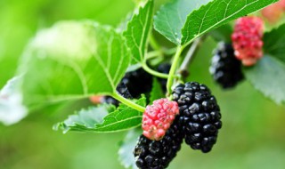 桑果弄在衣服上怎么洗 桑果弄在衣服上清洗方法