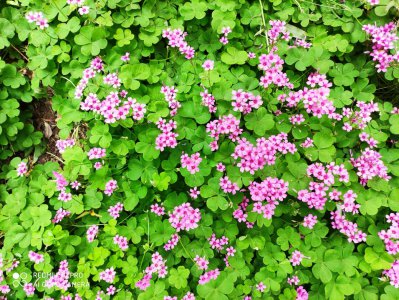 酢浆草和三叶草是一种植物吗 如何区分红花酢浆草和三叶草