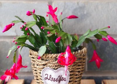 蟹爪兰开花时间太短了怎么办 如何延长花期