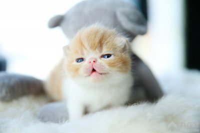 如何喂养小猫咪攻略 新手怎么喂养和训练两个月的小奶猫教程