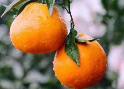 青见柑橘成熟时间 青见柑橘什么时候成熟