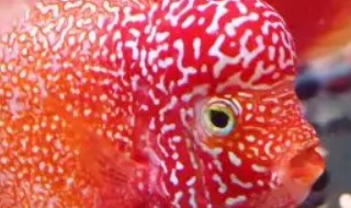 罗汉放瓶子里怎么养长得快 放瓶子里的罗汉如何养才能长得快