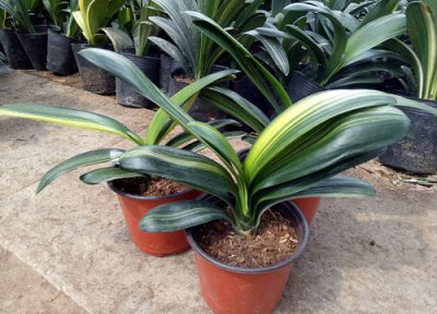 盆栽君子兰用什么土最好 养殖君子兰土壤怎么配置最适合