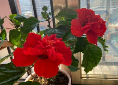 扶桑花的养护要点 扶桑花的养护和注意事项