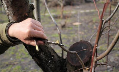 什么时候嫁接果树最好 果树嫁接时间与与季节的关联性