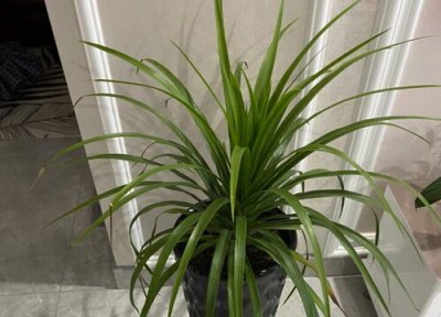 龙血兰和龙血树的区别 是一种植物吗