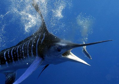 世界上最快的鱼速度 旗鱼是如何做到游得这么快的