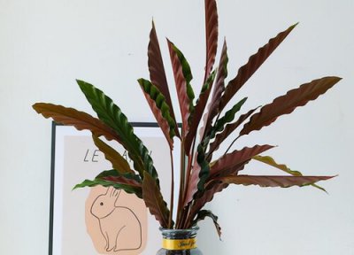 紫背波浪竹芋的养殖方法和注意事项 紫背竹芋怎么养