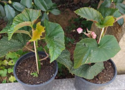 海棠花为什么不开花只长叶子 海棠不开花怎么解决