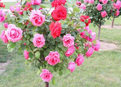 树月好养吗 树月季养殖方法和注意事项