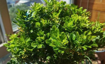 米兰提根盆景如何制作最好看 怎么做提根造型盆景图解