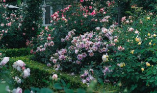 月季开花注意事项和方法 月季怎么养