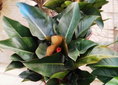 红钻会开花吗 红钻开花吗 开花图片欣赏