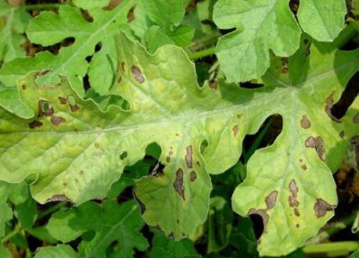 西瓜叶子发黄怎么回事 造成黄叶病原因及解决方法