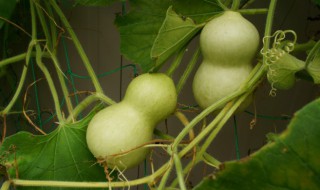 佩戴什么物件可以辟邪转运 辟邪转运的物件介绍