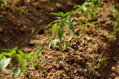 在家种植辣椒需要注意什么 辣椒苗什么时候栽最合适
