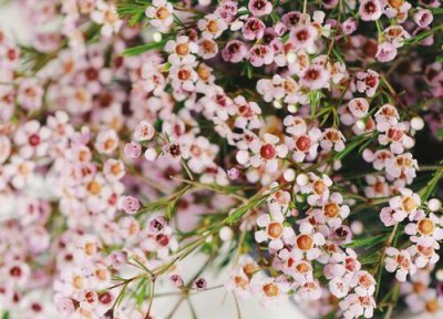 澳洲腊梅鲜切花怎么养护 水养澳洲腊梅可以养多久