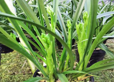 兰花烂根怎么解决 兰花烂根的原因和解决方法