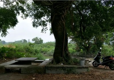 祖坟上长树能不能砍掉 长在祖坟旁边的树砍掉可以吗