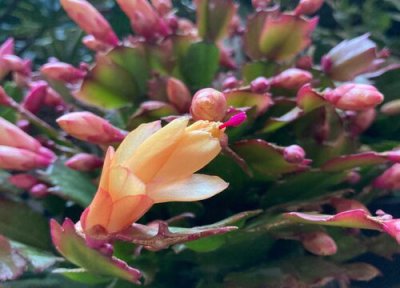 夏天怎么养护蟹爪兰 夏季养蟹爪兰有哪些靠谱的降温方法