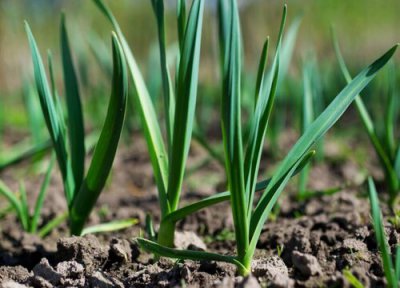 大蒜冬前到底浇水不浇水 大蒜什么时候浇越冬水最佳