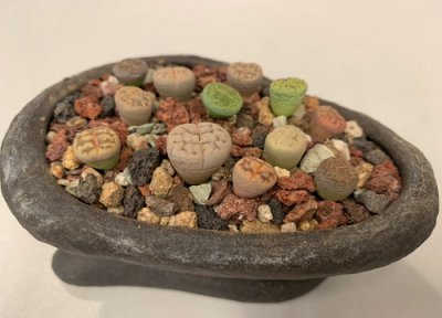 生石花土壤要求 生石花土配制方法