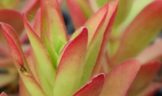 火祭换盆方法和注意事项 火祭养殖方法和注意事项