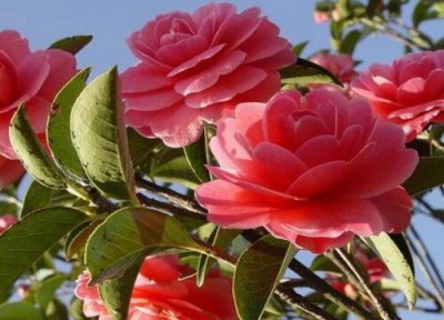 山茶花开放季节 山茶花开在什么季节