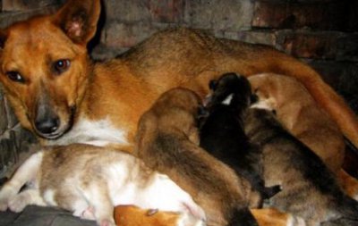 双猫独狗正确民间说法是什么 为什么说双猫独狗不吉利