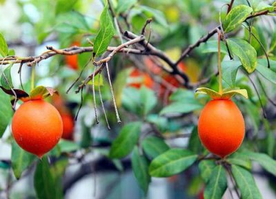 什么品种的金弹子最好 金弹子树哪个品种最名贵