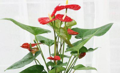 红掌根部长了好多小叶子要剪掉吗 红掌底部叶子怎么处理