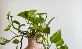 客厅挂什么花好 客厅摆放什么花最吉利好运当头