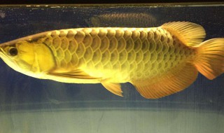 龙鱼吃什么 龙鱼吃什么食物