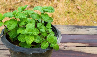 有哪些常见的驱蚊植物 常见的驱蚊植物都有什么