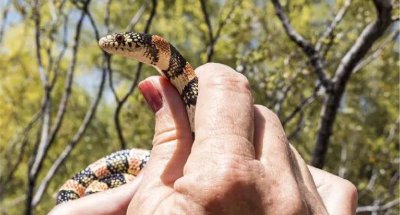 中国第一最毒的蛇是什么蛇 毒性最强银环蛇图片