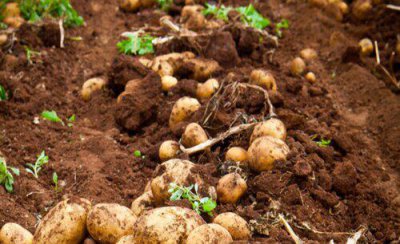 马铃薯高产栽培技术要点 马铃薯选地整地与种植管理