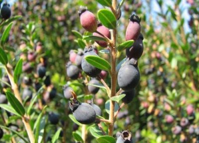 桃金娘特点 桃金娘的功效与作用