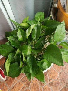 一个鸡蛋就可以让绿萝疯长 用鸡蛋养绿萝的小妙招