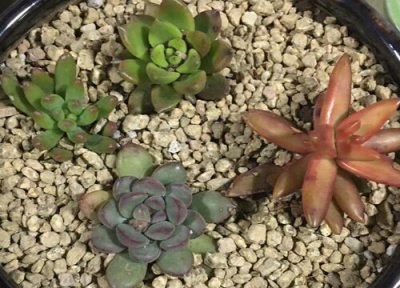 怎么让多肉叶子变肥厚 夏天怎么养多肉叶片肥厚还上色